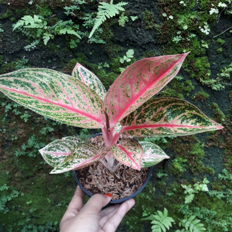 Jemani Widuri Merah