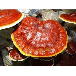 jamurku