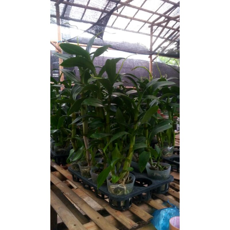 Anggrek Dendrobium inaraya