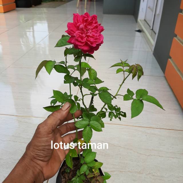 POHON BUNGA MAWAR BUNGA ROS-bibit tanaman bunga mawar