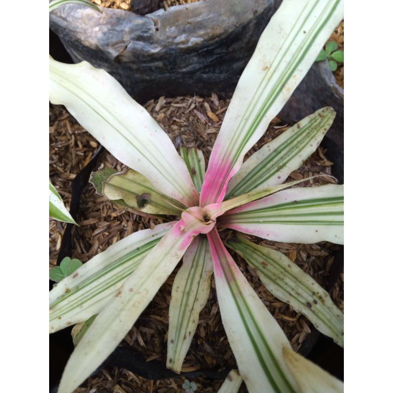 Criptantus White