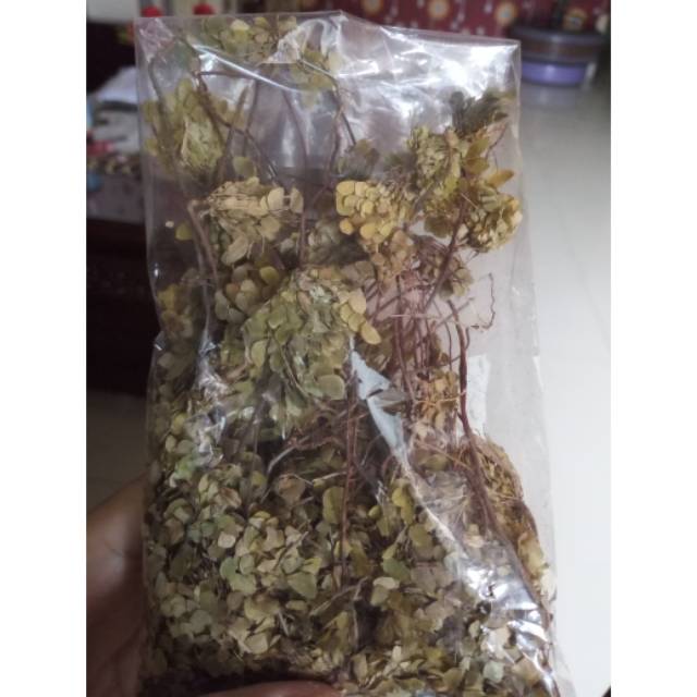Rumput kebar Papua
