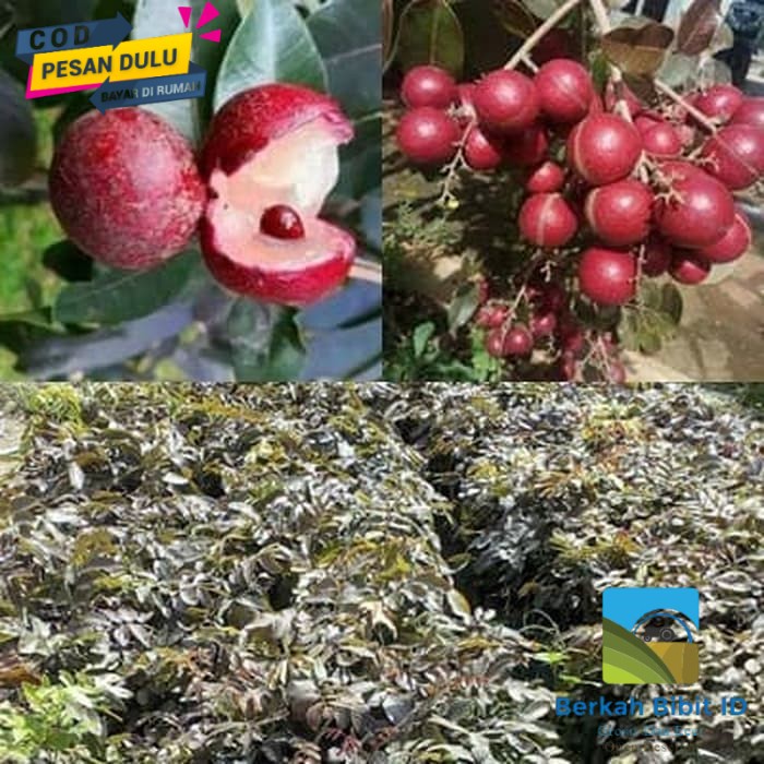 Bibit kelengkeng merah ruby longan okulasi