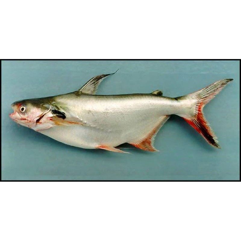ikan patin merah