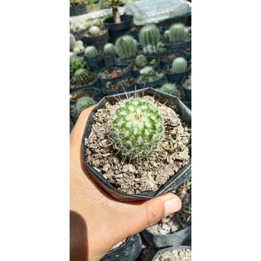 kaktus kail import mini