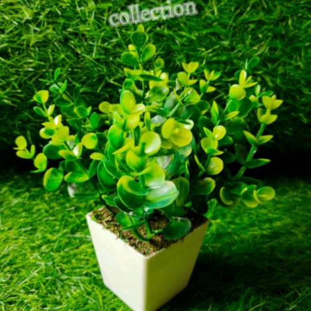 Daun ecaliptus