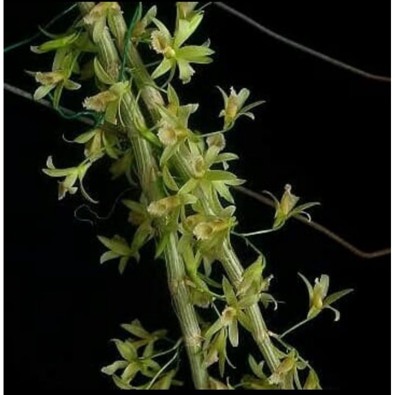 Anggrek dendrobium Stuartii /Tetrodon