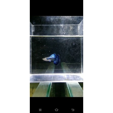 blue dragon