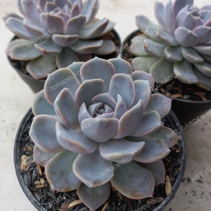 Echeveria Tinny Burger
