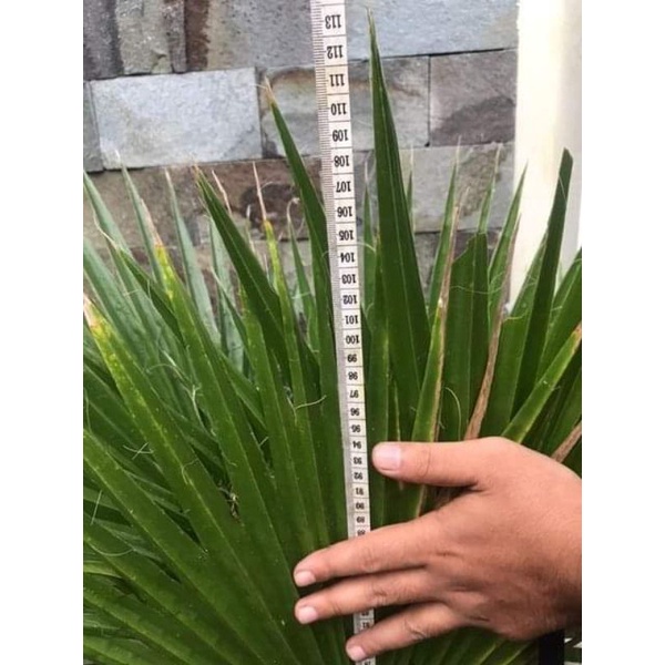 Palm washington