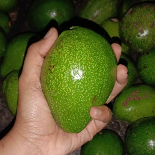 Alpukatmentega