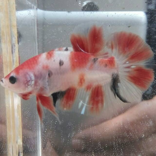 BABY GIANT