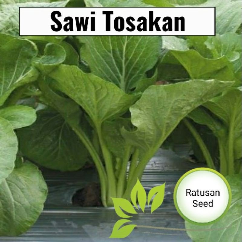 sawi tosakan cesim