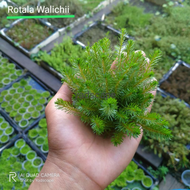 rotala walichi green