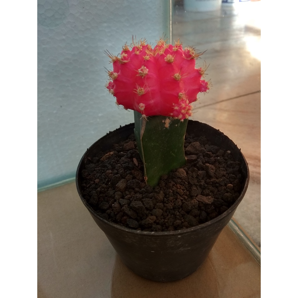 Gymno pink