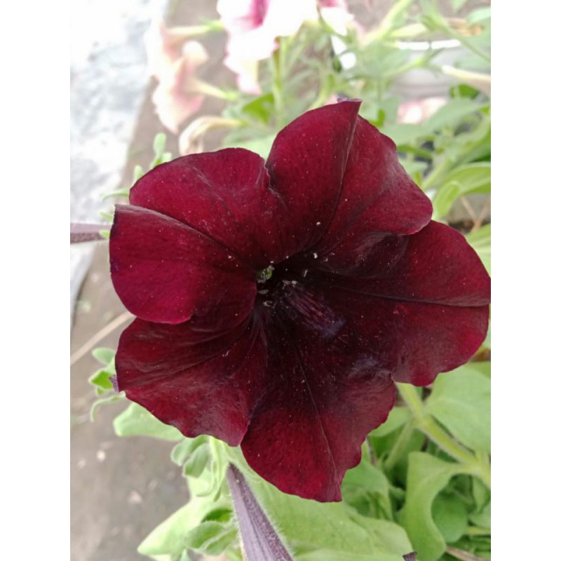 petunia hitam