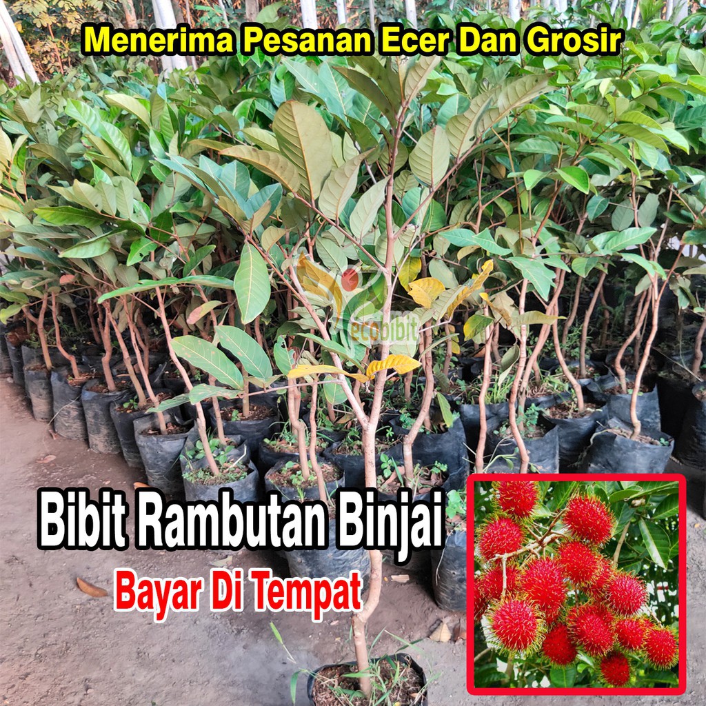 Bibit Pohon Rambutan Binjai