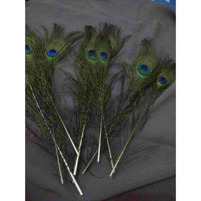bulu merak 25-27cm
