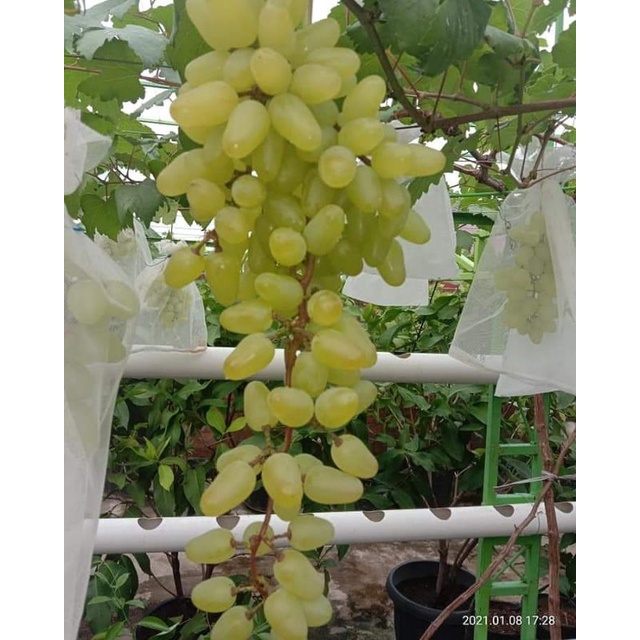 Bibit Anggur Import Transfiguration Hasil Grafting