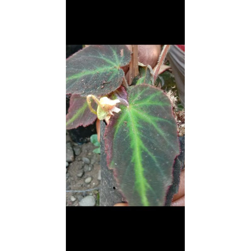 begoniapelagi