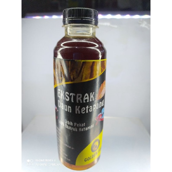 Ekstrak Daun Ketapang