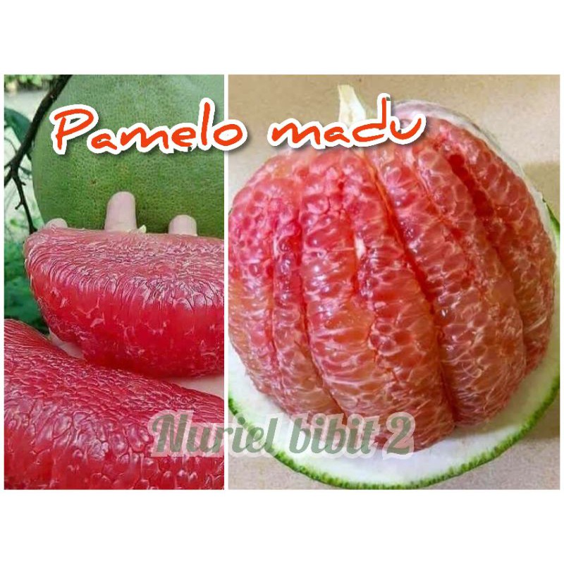 jeruk pamelo madu