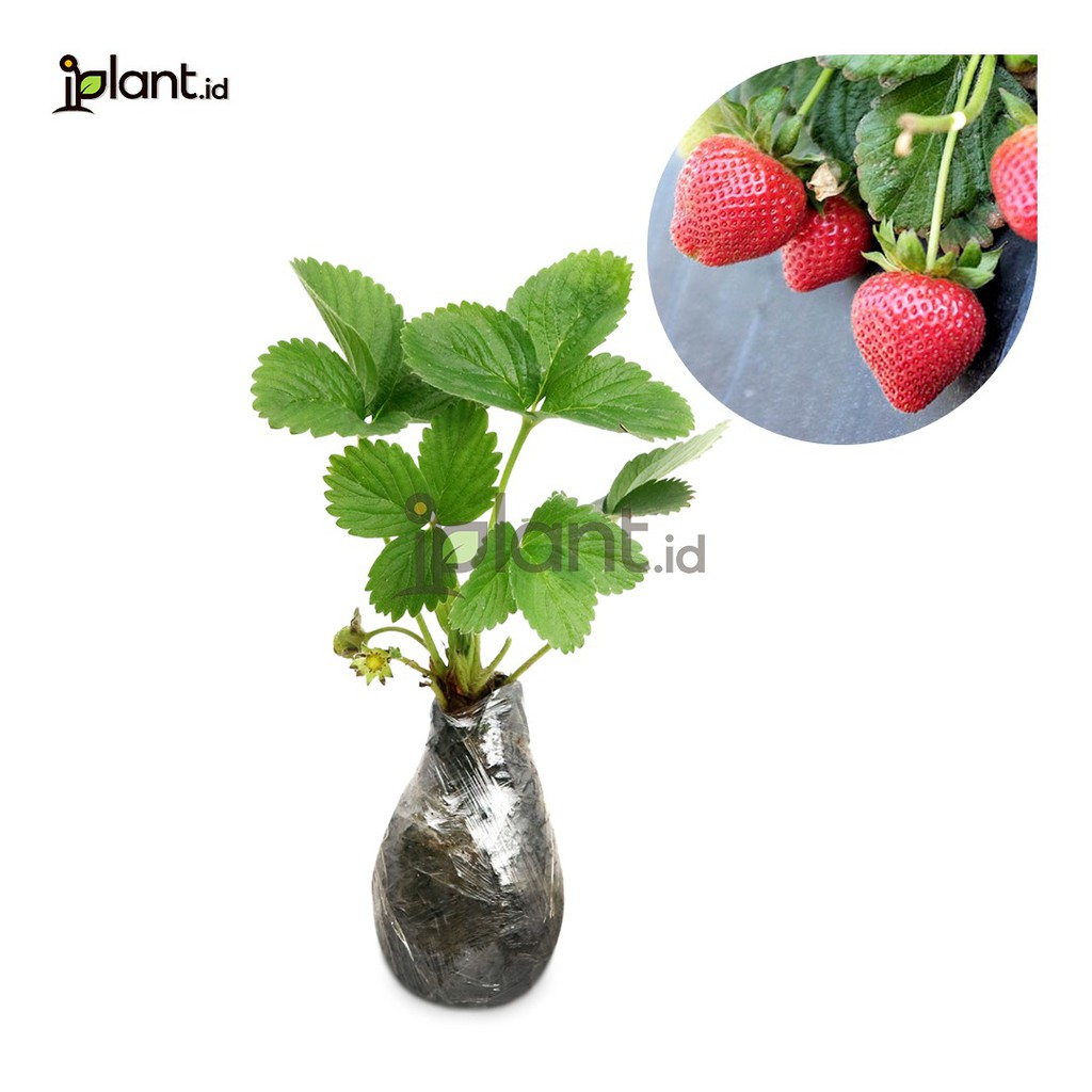 Strawberry Bangkok