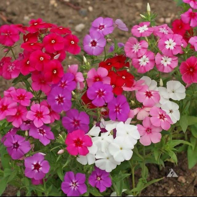 Benih Bunga Phlox Briliancy