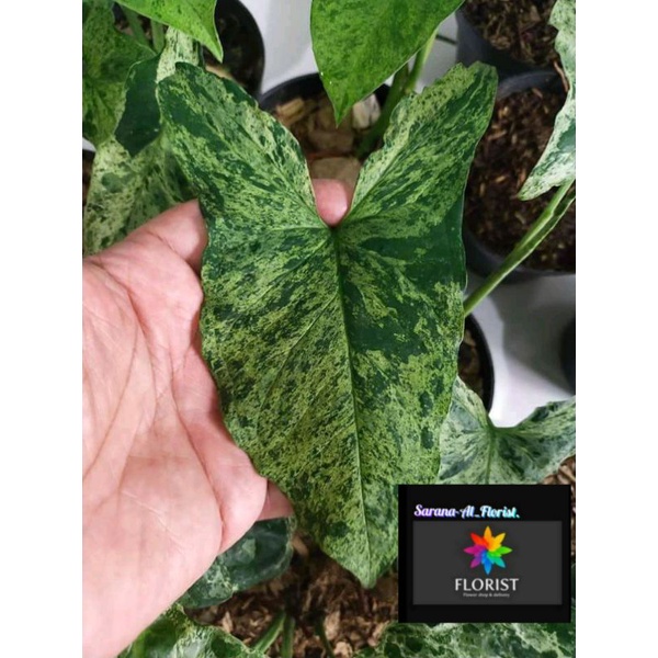 Syngonium mojito