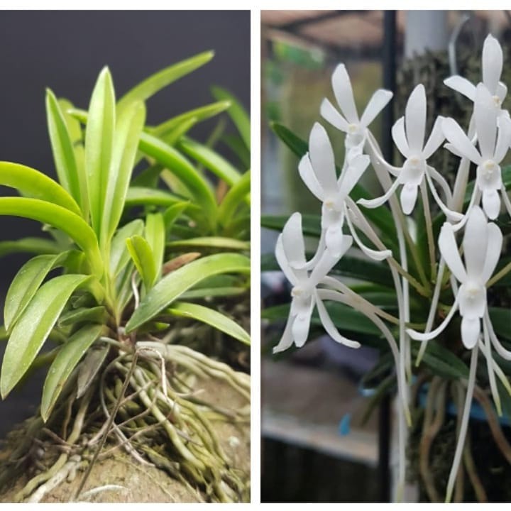 Vanda Neofinetia falcata