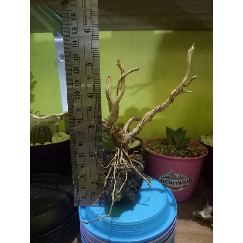 bonsai mini