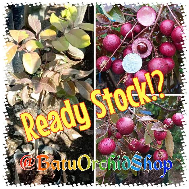 Bibit Buah Kelengkeng Merah (Ruby Logan)