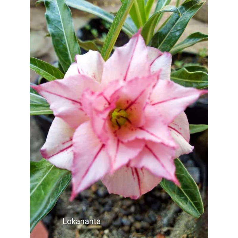 Liberty bunga adenium