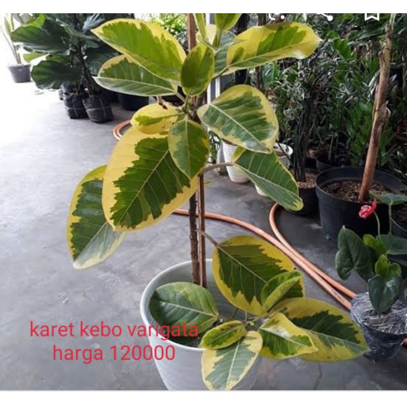 karetkebovarigata