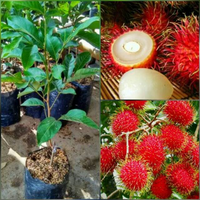 Bibit Rambutan Binjai