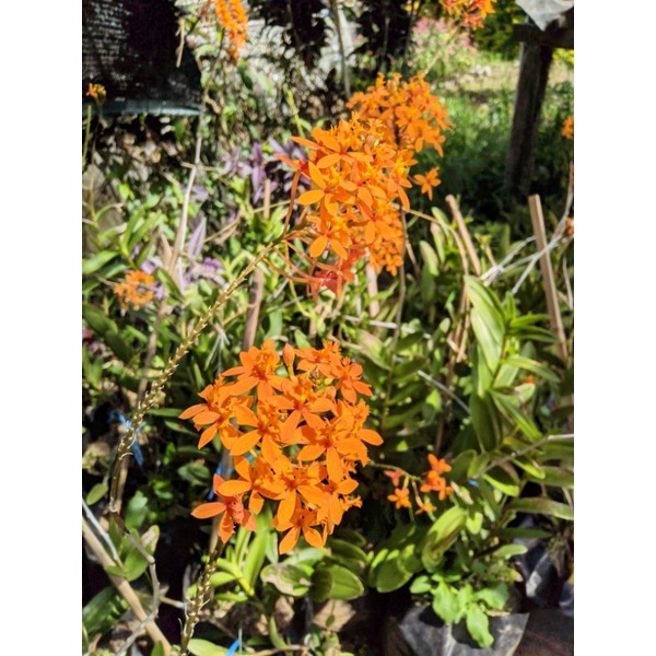Anggrek tanah bunga orange