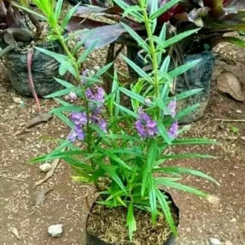 Bibit Lavender/anti nyamuk