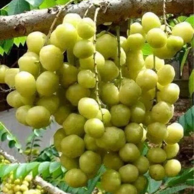Asli  bibit cermai manis