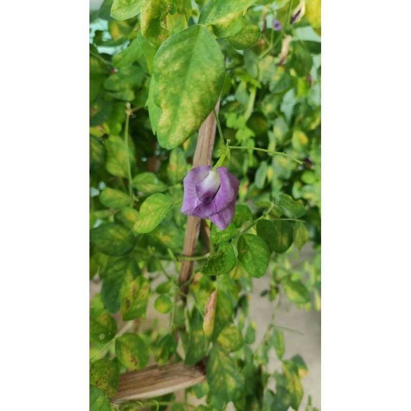 BUNGA TELANG PINK DOUBLE, MALANG RAYA