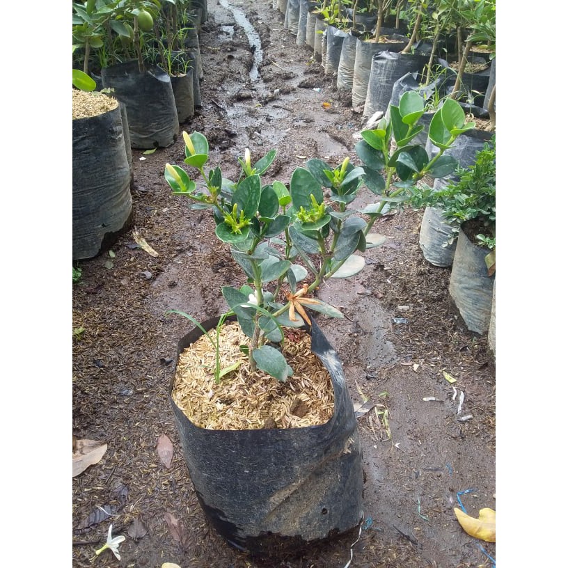Bibit Natal Plum