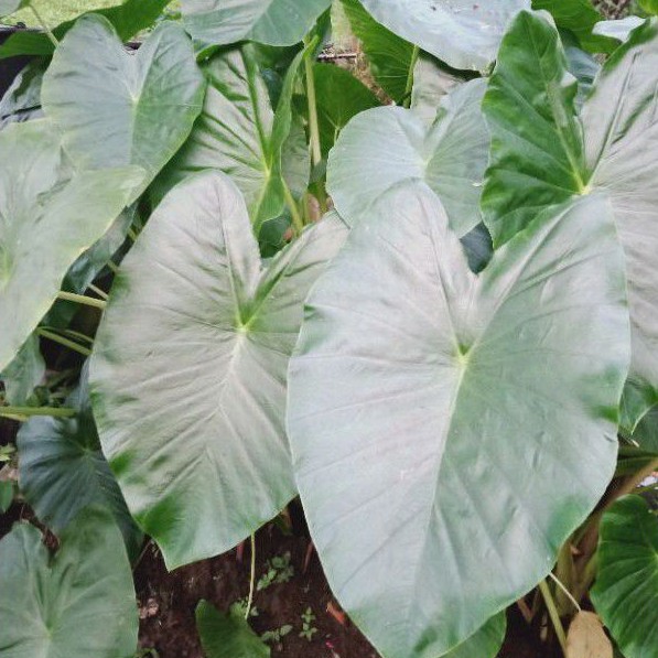 Daun talas lompong 1 kg