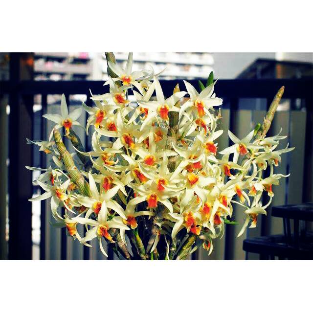 anggrek dendrobium heterocarpum