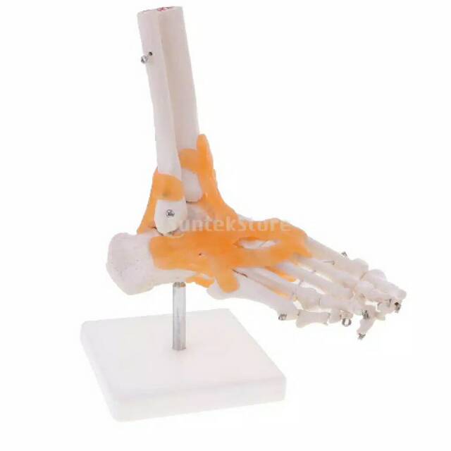 Human Skeleton Foot Anke Bone Joint With Ligamen & Base
