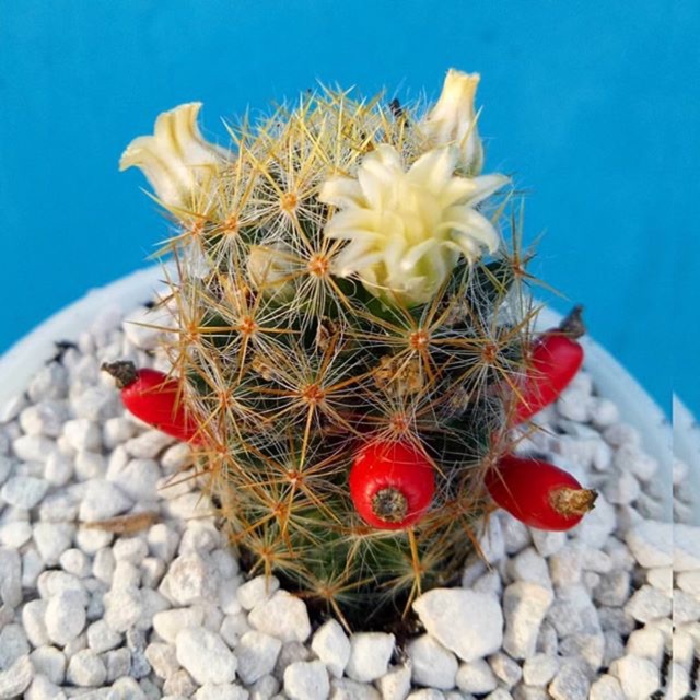 Kaktus mini