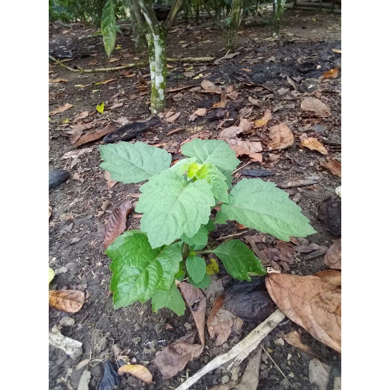 Bibit Tanaman Nilam