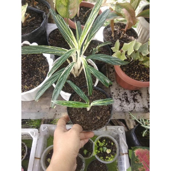 Aglonema Bamboo