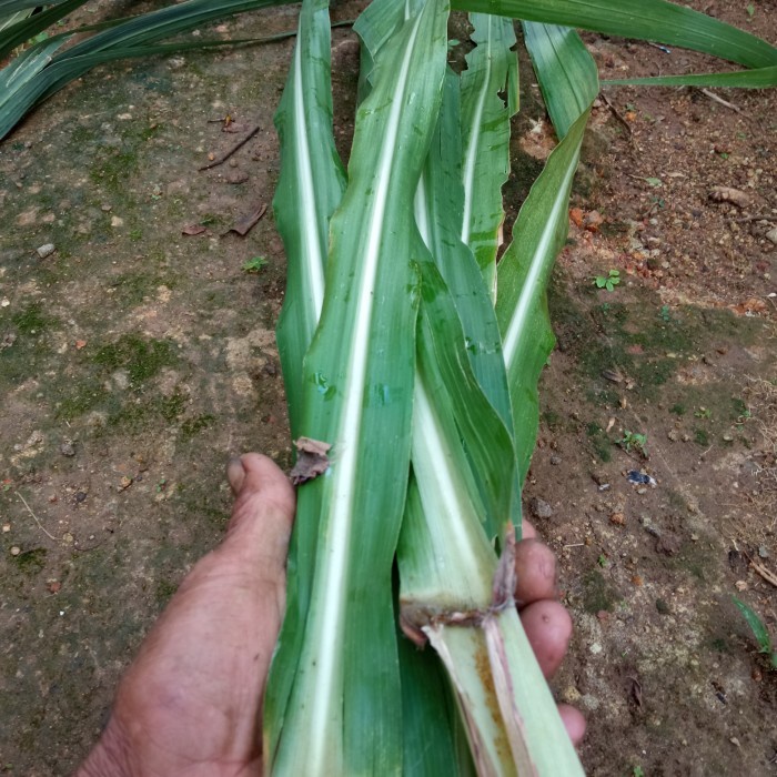 daun tebu segar 250 gram