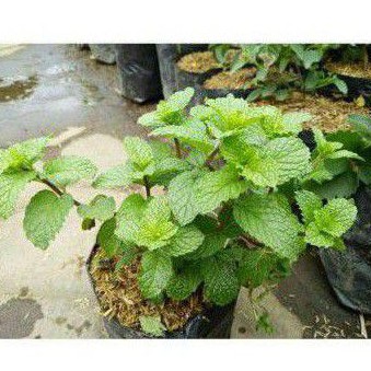 tanaman papermint
