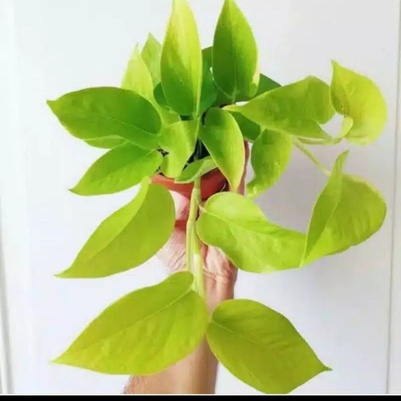 TANAMAN SIRIH LEMON