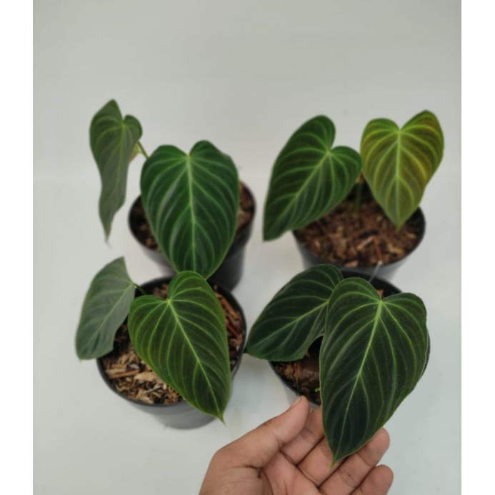 PHILODENDRON SPLENDID (2-3 DAUN)